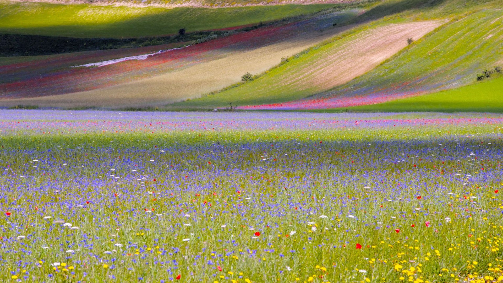 Assisi in Italien: jede Menge zu entdecken Buntes Blumenfeld mit sanften Hügeln im Hintergrund