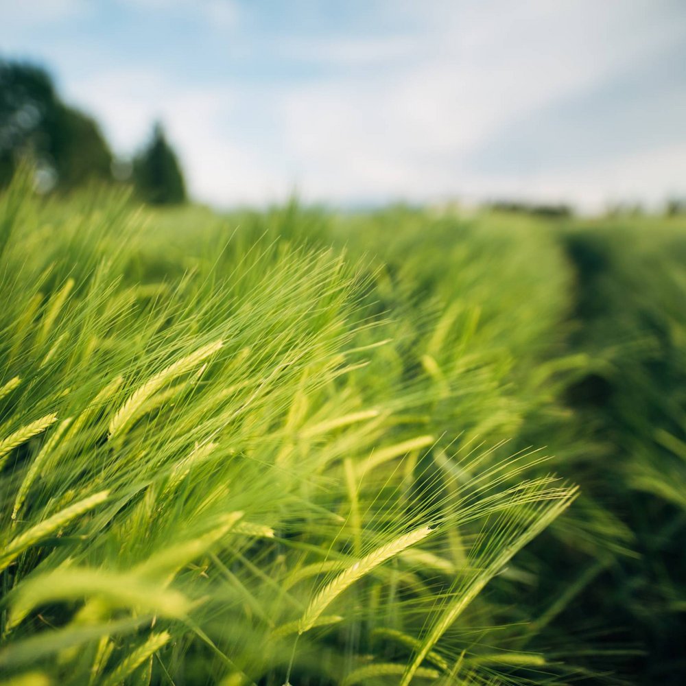 Discover our farm in Umbria. Green wheat field with blurred blue sky and trees in the background