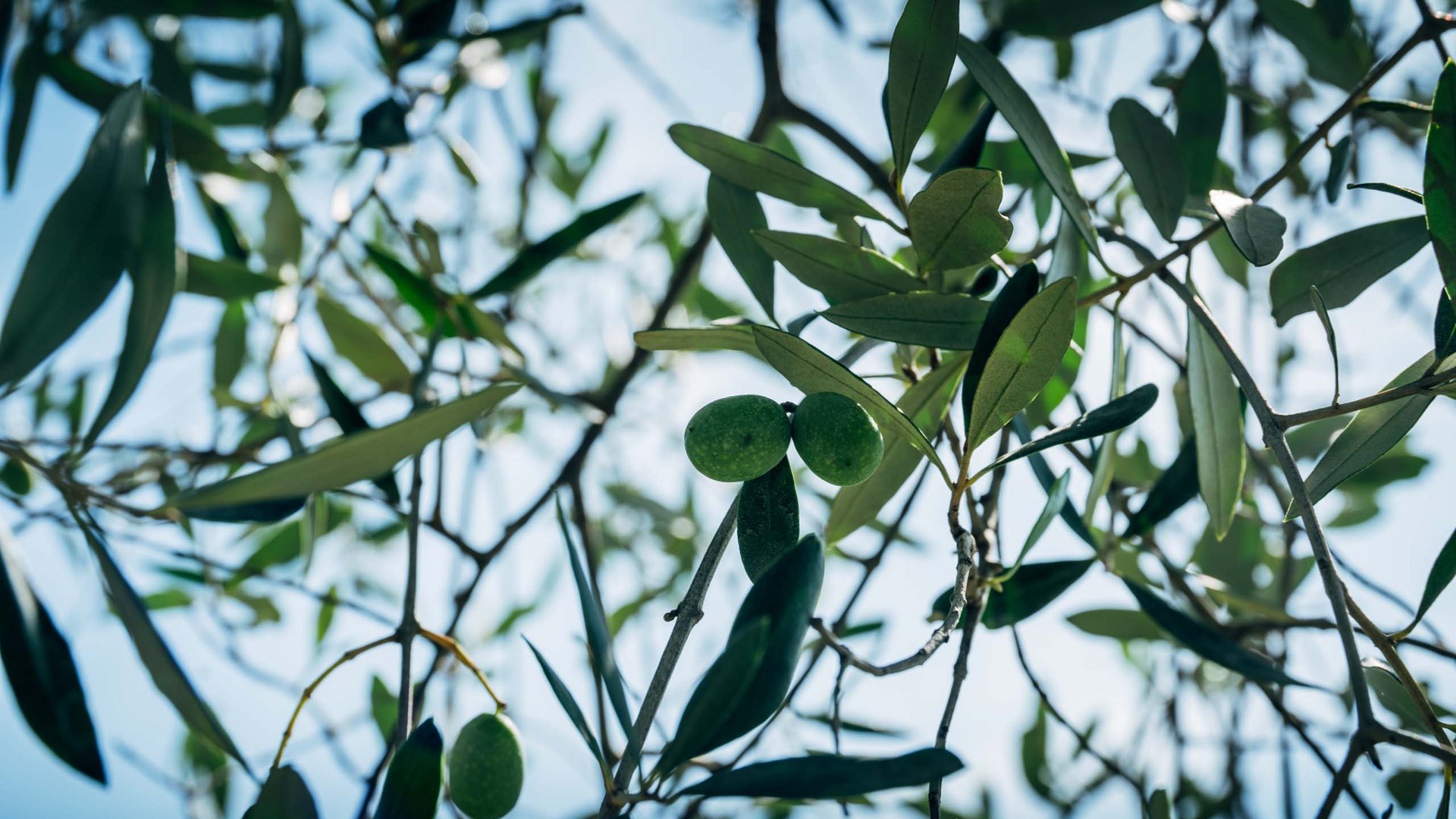 At Valle di Assisi, our restaurant, Recanto, awaits you. Olive branches with green olives against blue sky background
